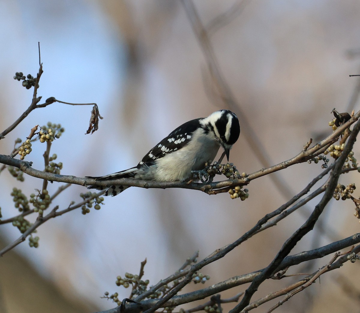Downy Woodpecker - ML645738787