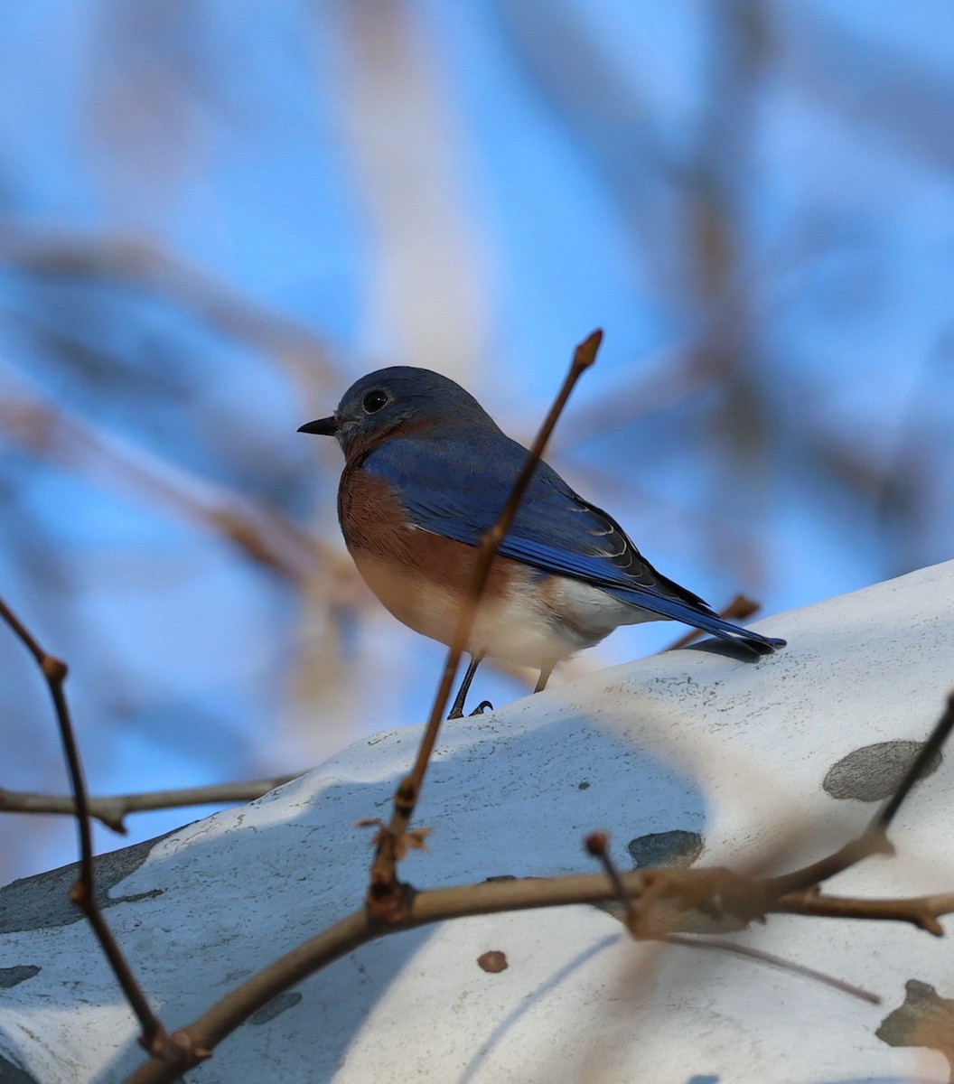 Eastern Bluebird - ML645738790