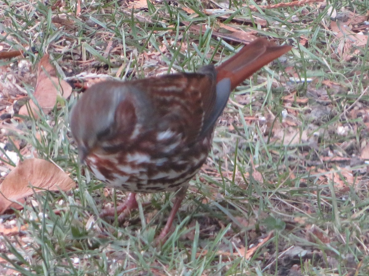 Fox Sparrow - ML645738791