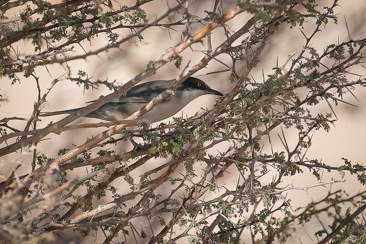 Fauvette orphéane - ML645738792