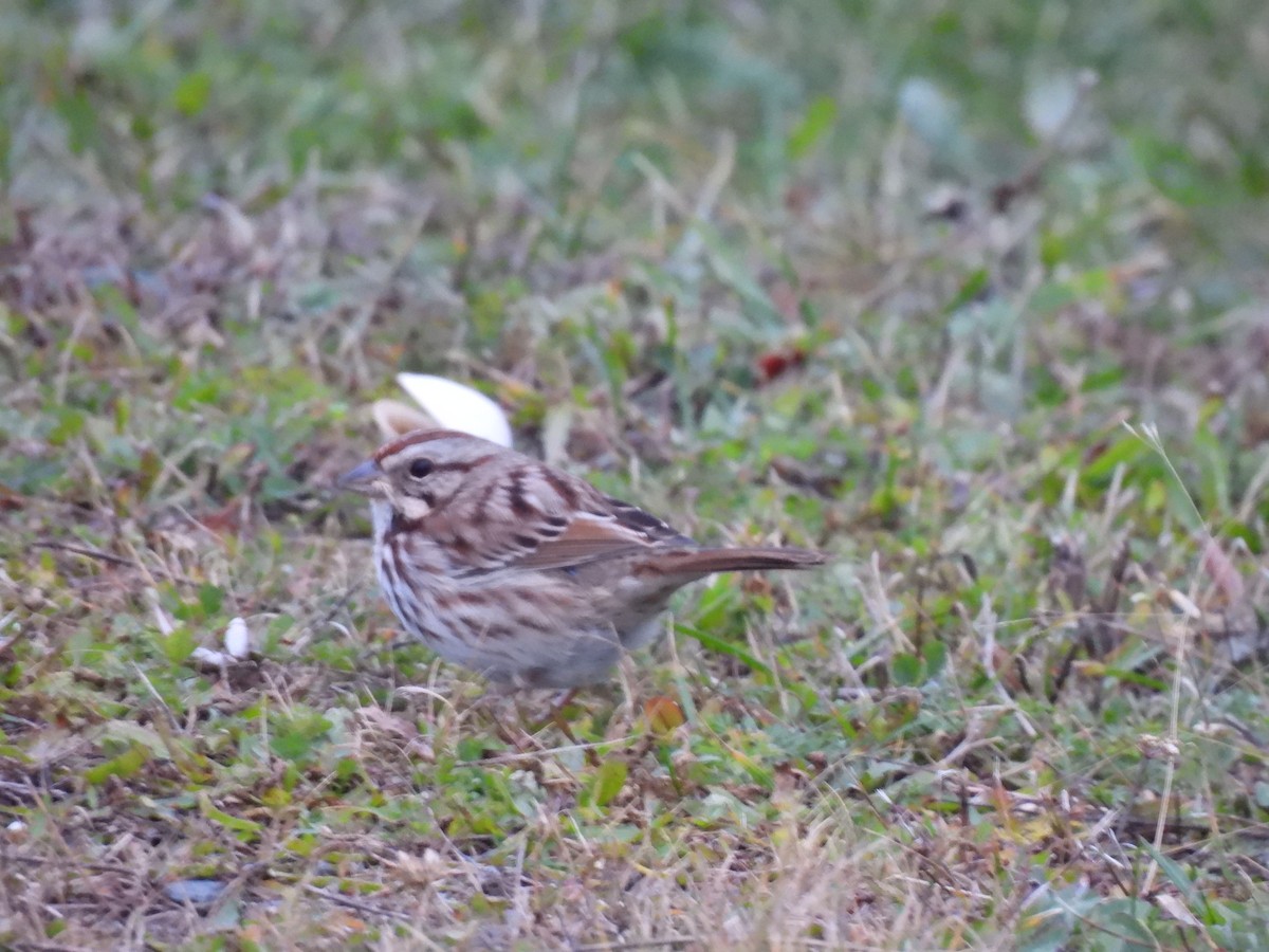 Song Sparrow - ML645738796