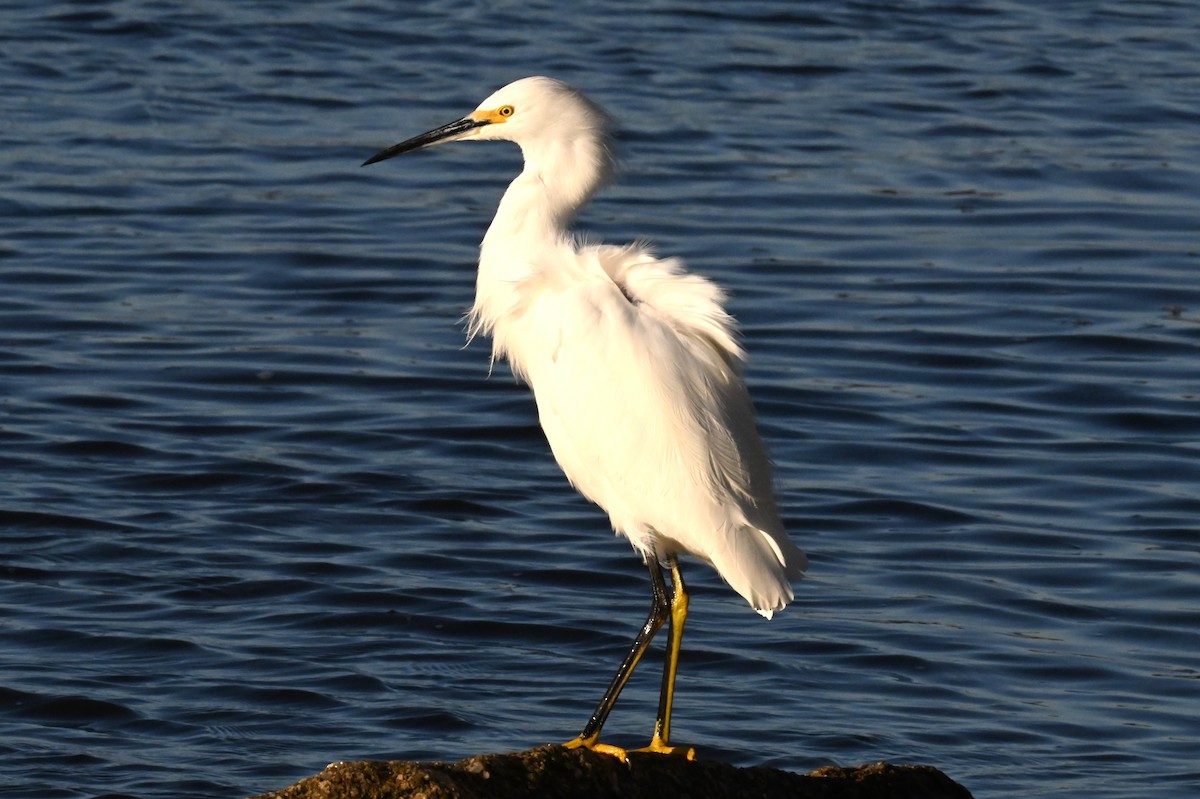 Снежная цапля - ML645738801