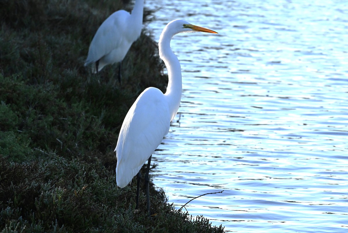 Большая белая цапля - ML645738807