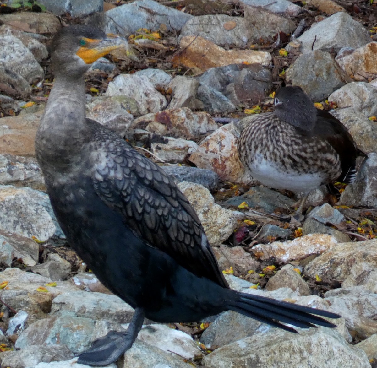 Mandarin Duck - ML645738815