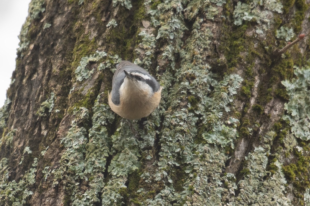 Red-breasted Nuthatch - ML645738821