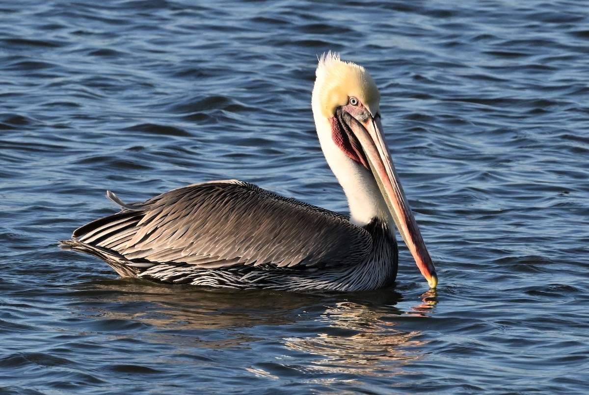 Бурый пеликан - ML645738826