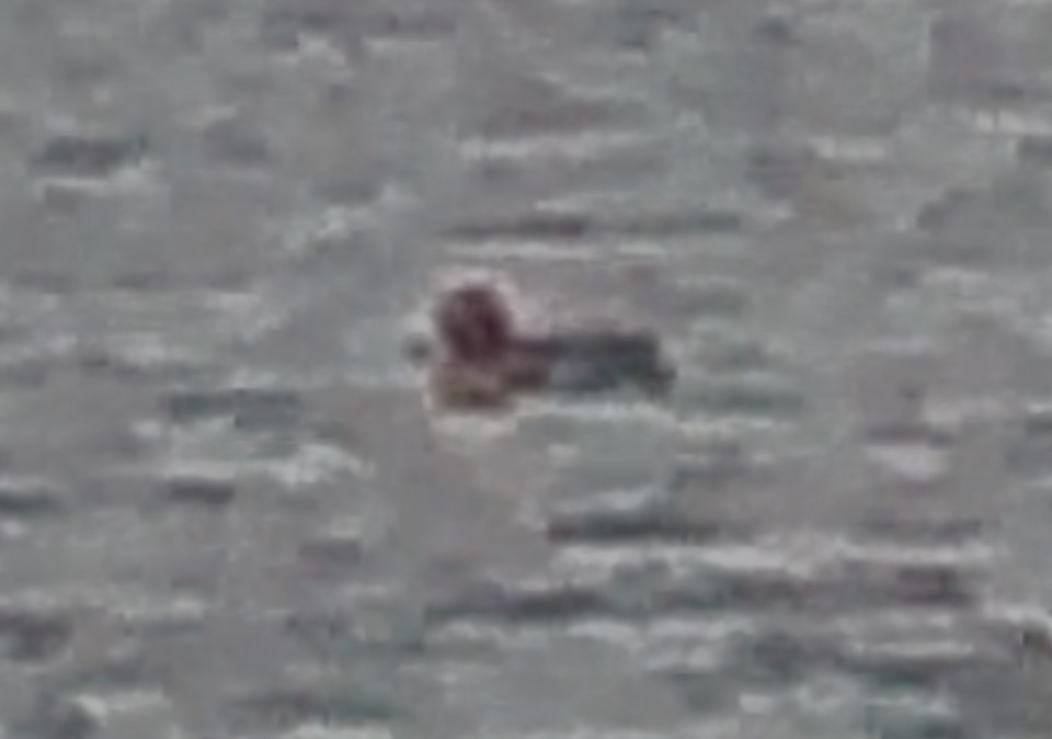 Eurasian Wigeon - ML645738834