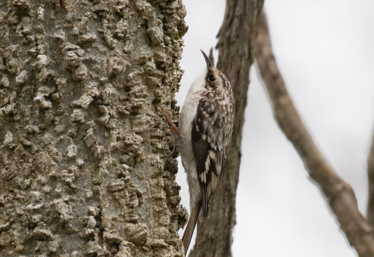 Brown Creeper - ML645738835