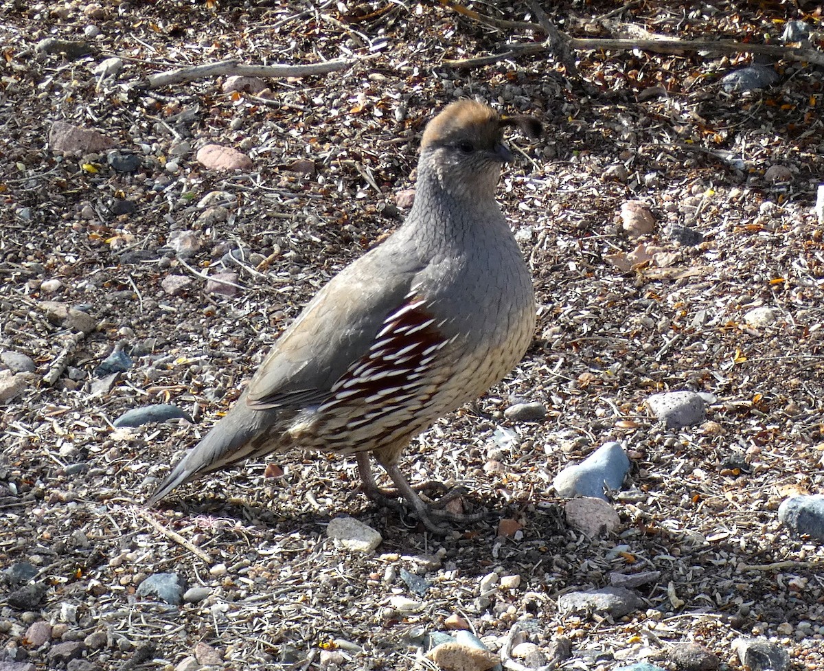Gambel's Quail - ML645738836