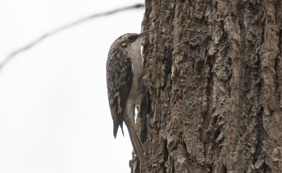 Brown Creeper - ML645738837