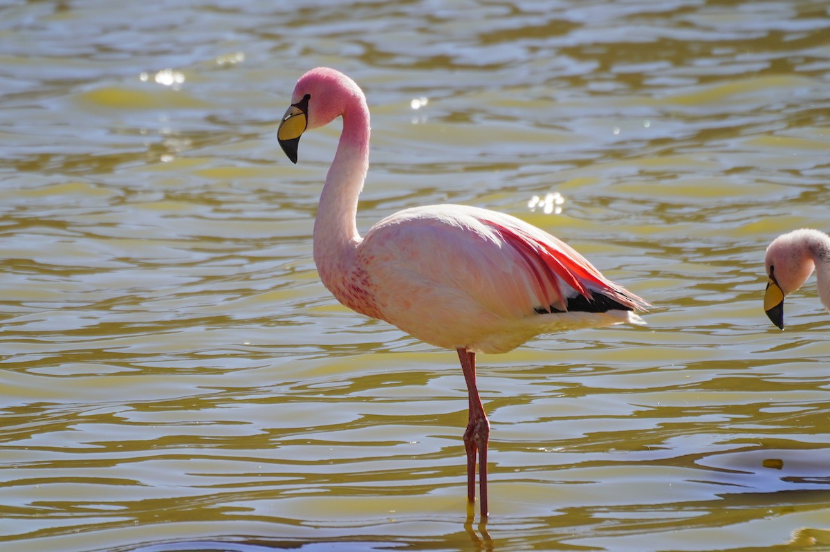 James's Flamingo - ML645738838