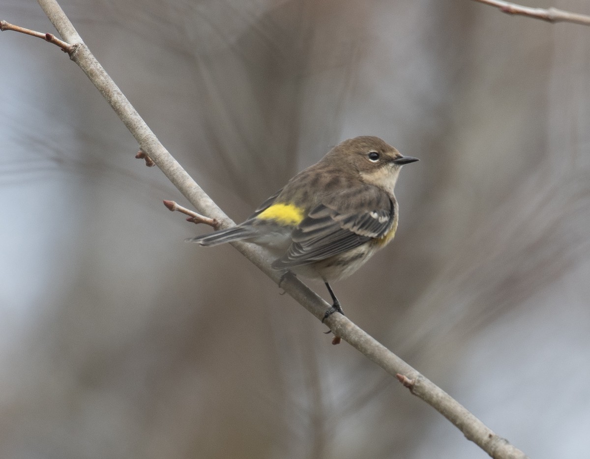 Yellow-rumped Warbler - ML645738841
