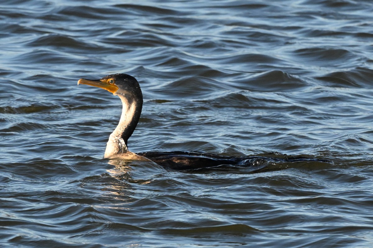 Ушастый баклан - ML645738843