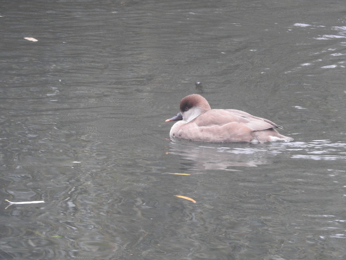 Red-crested Pochard - ML645738844