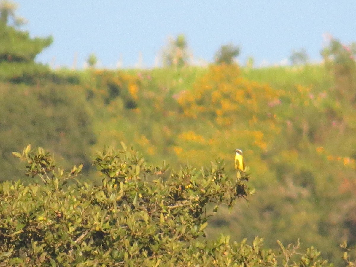 Sosyal Tiran - ML645738845