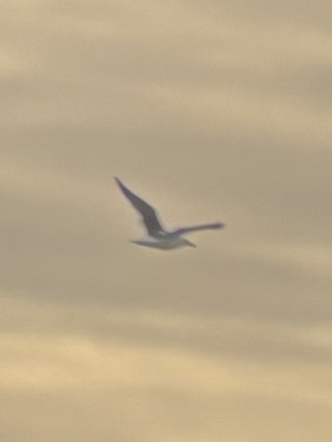 Мартин морський - ML645738848