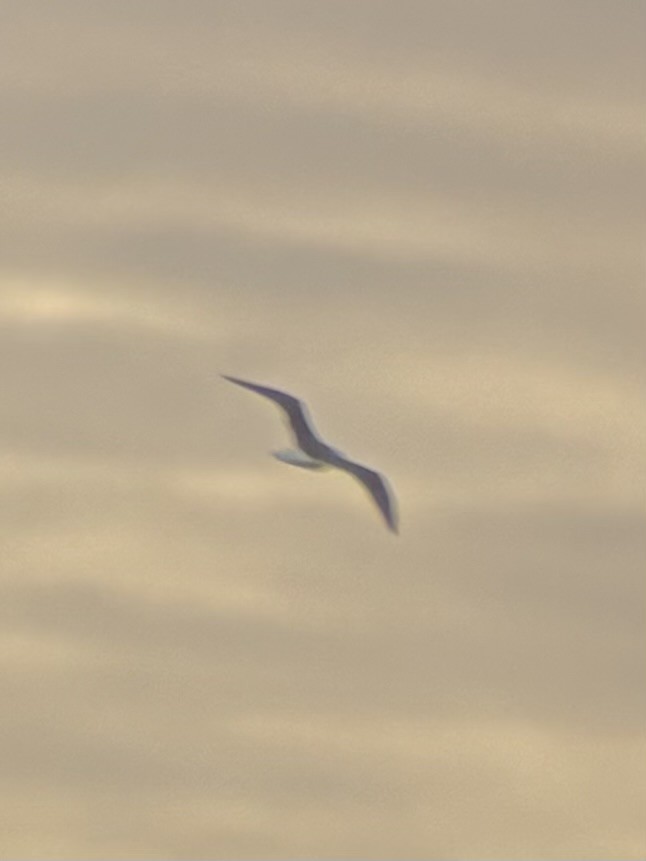 Мартин морський - ML645738849