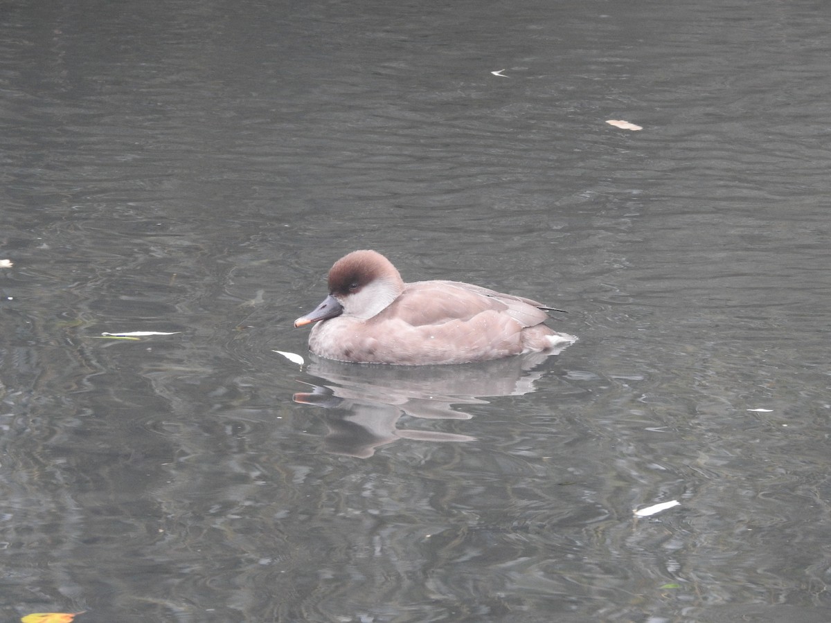 Red-crested Pochard - ML645738850