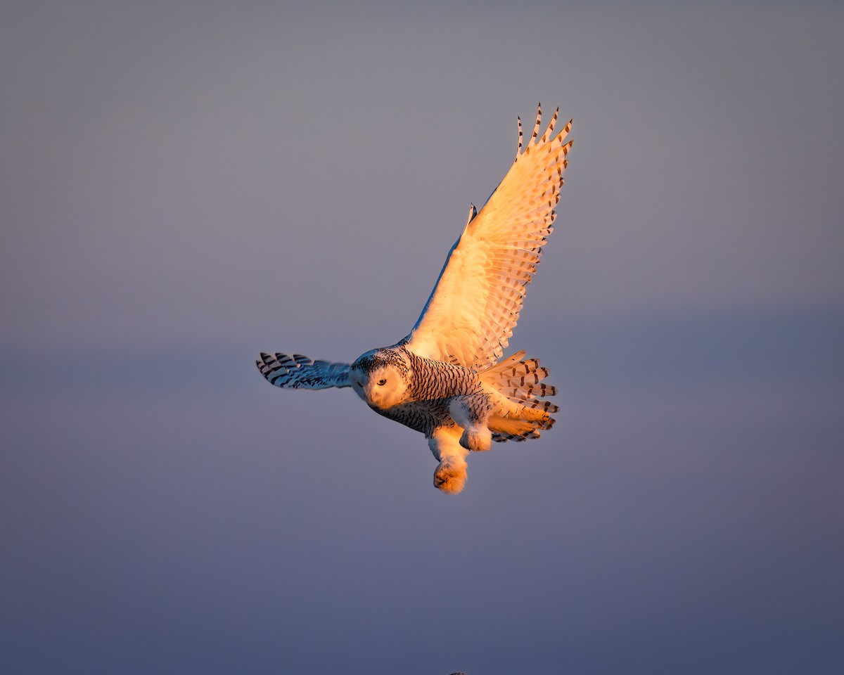 Snowy Owl - ML645738852