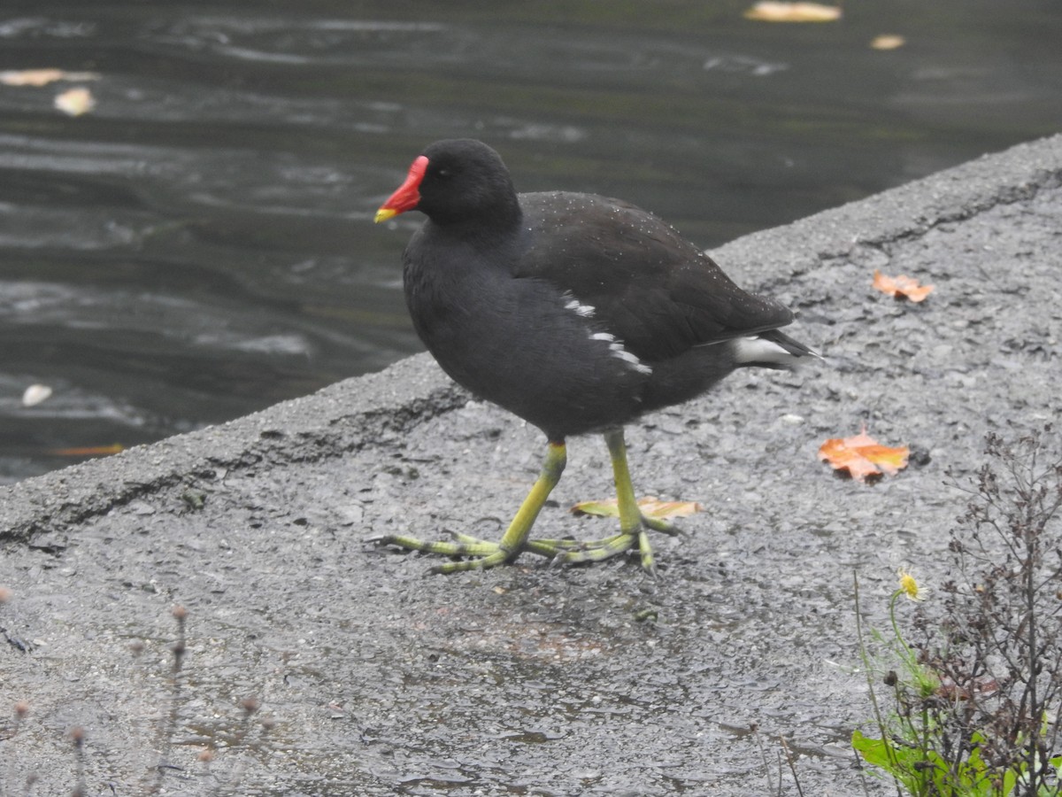 Eurasian Moorhen - ML645738854