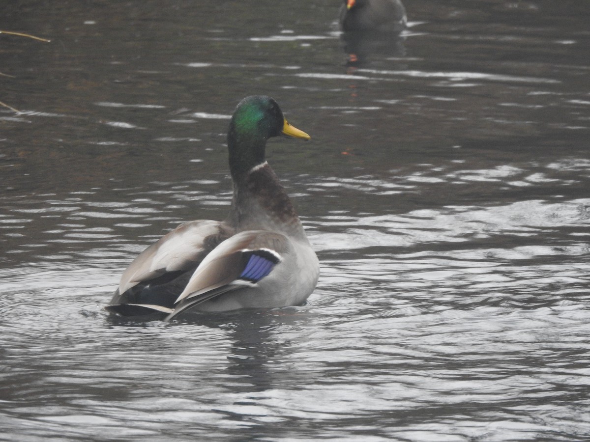 Mallard - ML645738856