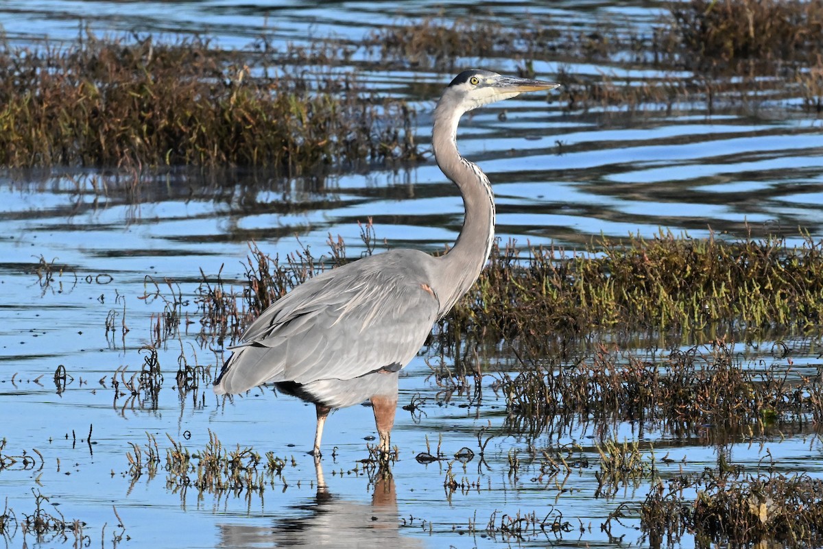 Большая голубая цапля - ML645738857