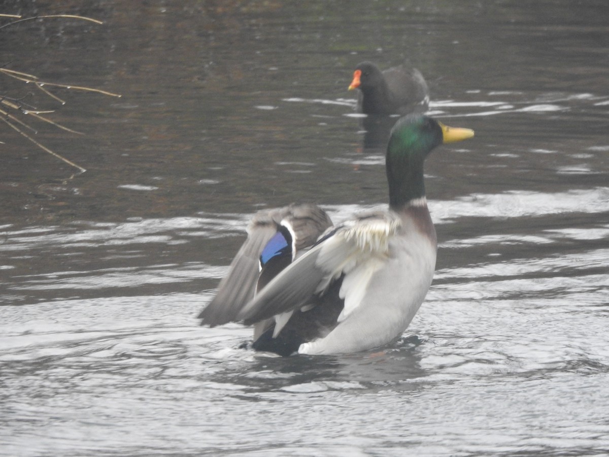 Mallard - ML645738861