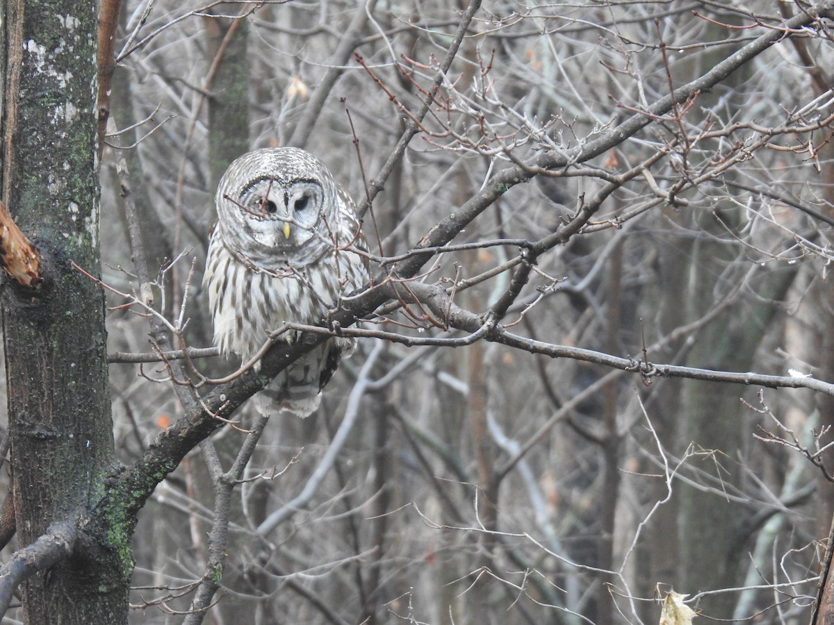 Barred Owl - ML645738866