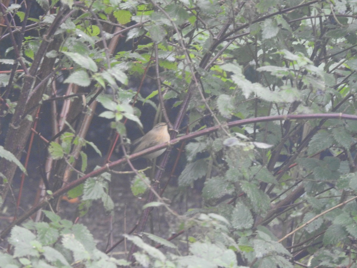 Common Chiffchaff - ML645738869