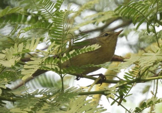 budníček zelený - ML645738870