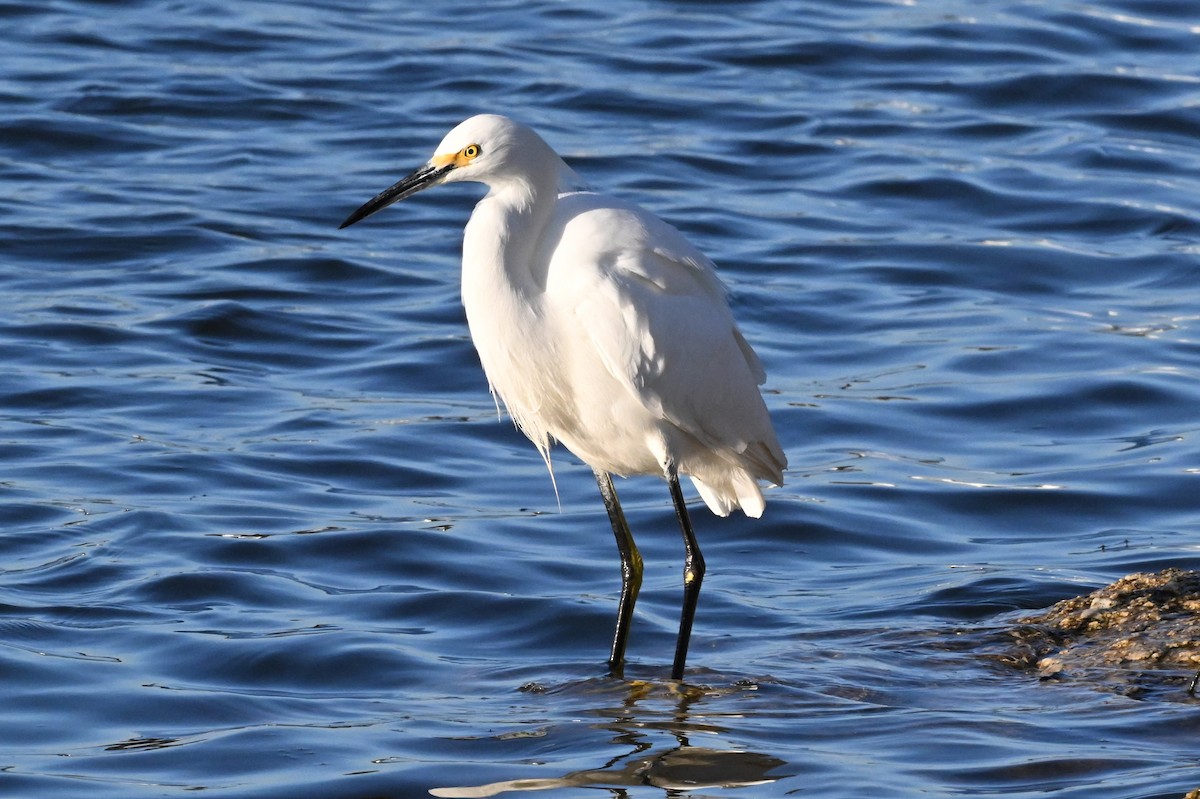 Снежная цапля - ML645738871