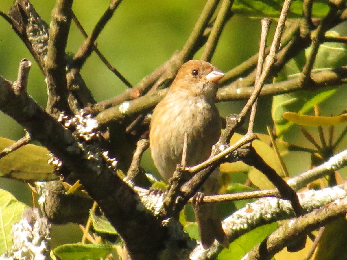 Indigo Bunting - ML645738875
