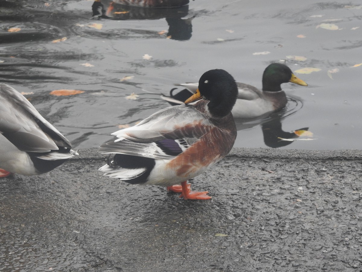 Mallard (Domestic type) - ML645738877