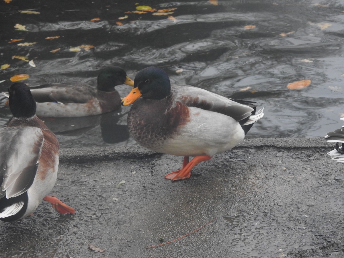 Mallard (Domestic type) - ML645738878