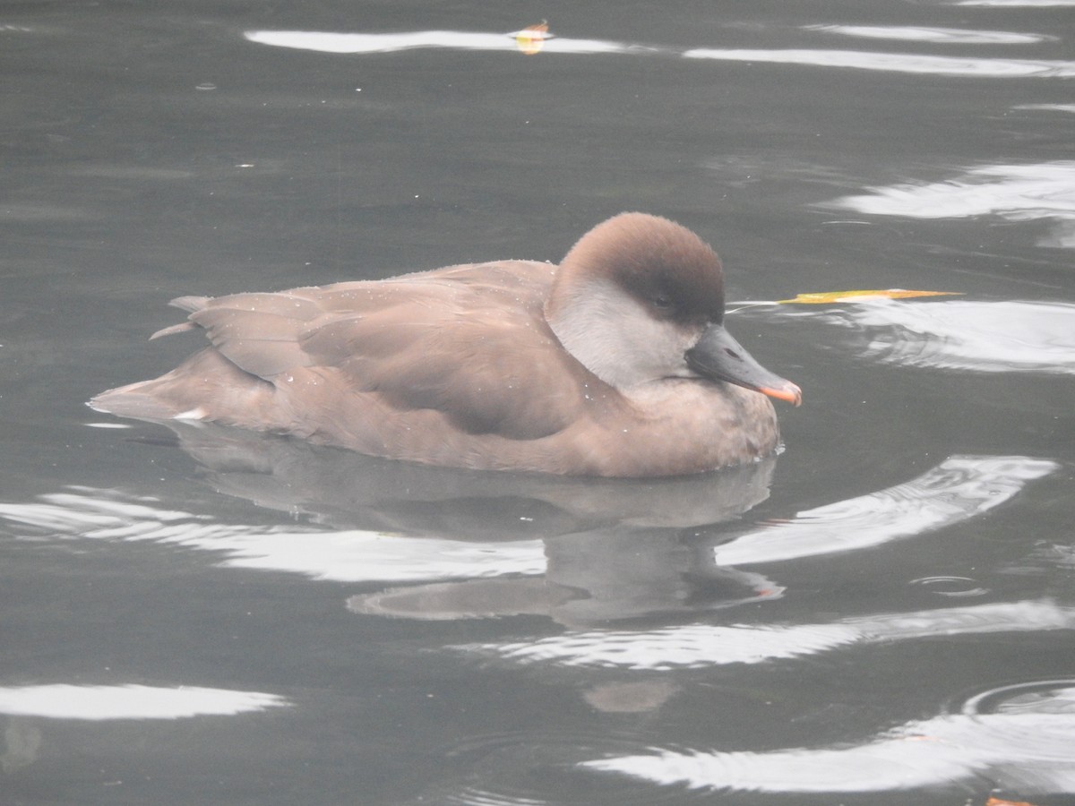 Red-crested Pochard - ML645738879