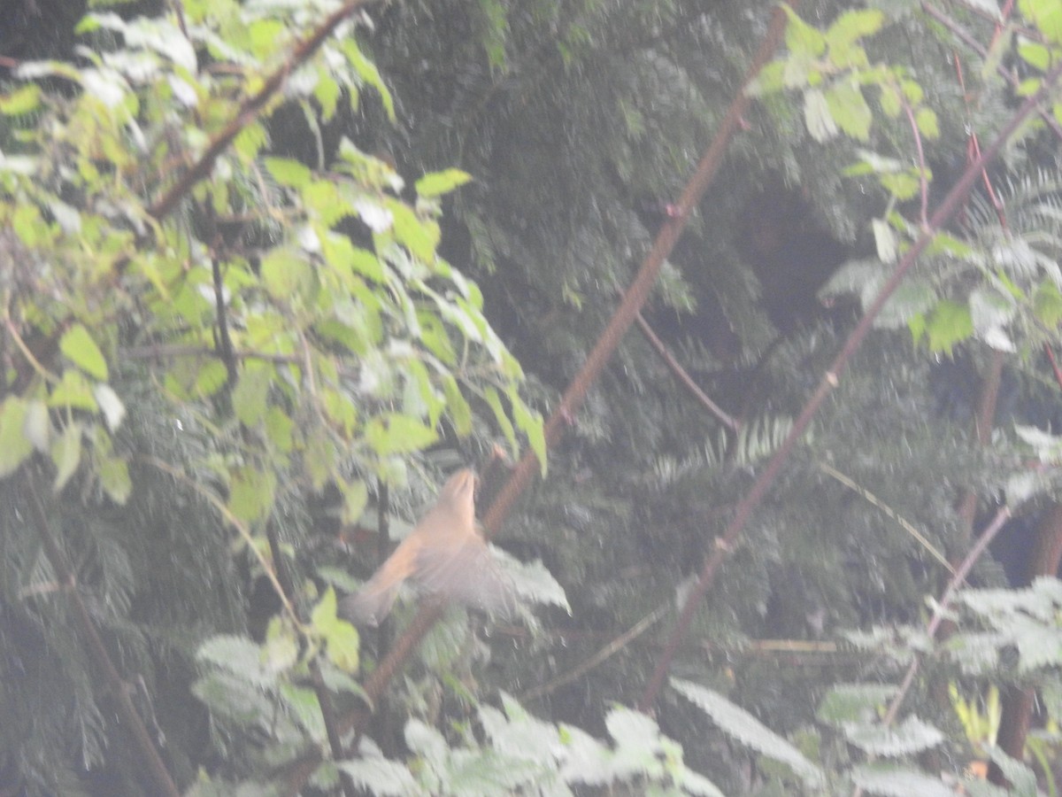 Common Chiffchaff - ML645738881