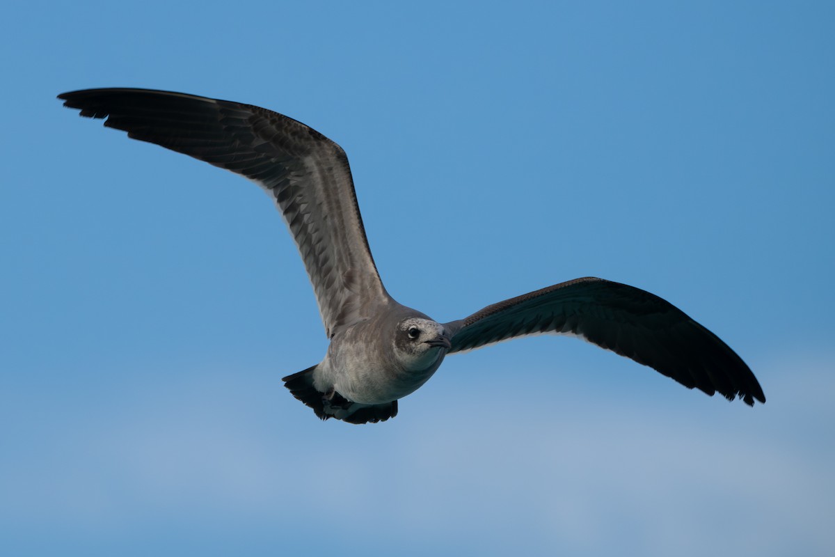 Laughing Gull - ML645738884