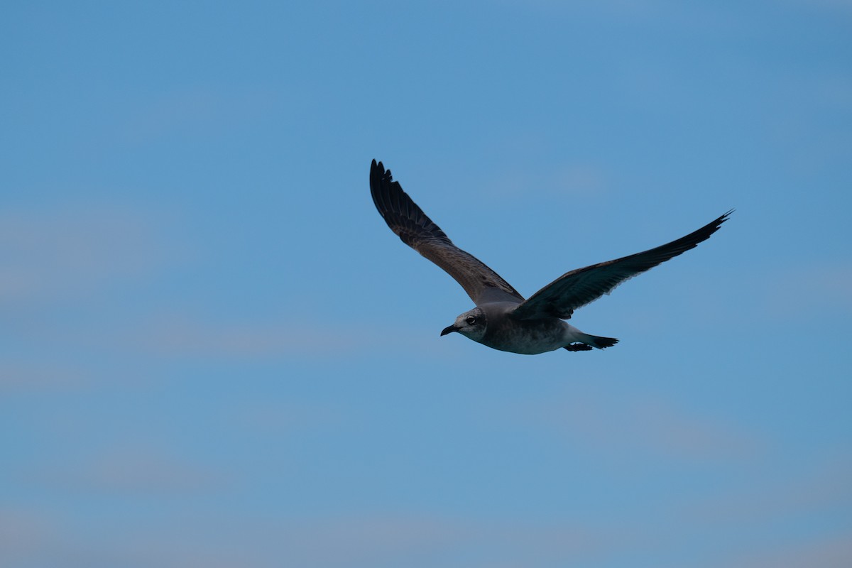 Laughing Gull - ML645738885