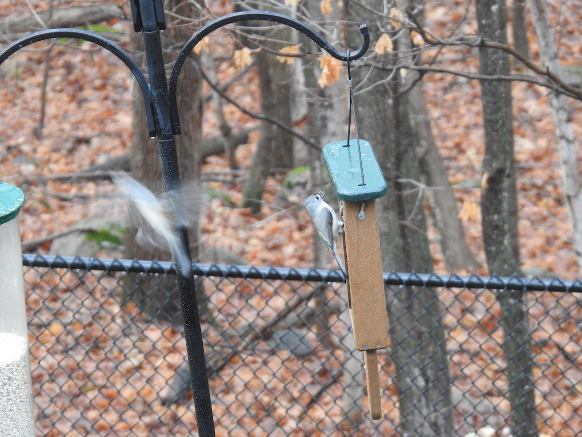 Tufted Titmouse - ML645738886