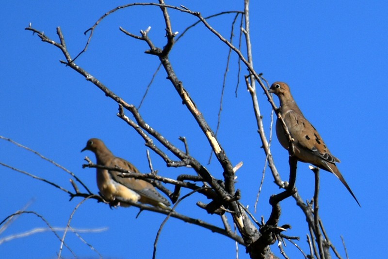 ナゲキバト - ML645738888