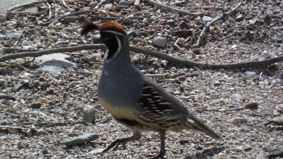 Gambel's Quail - ML645738889