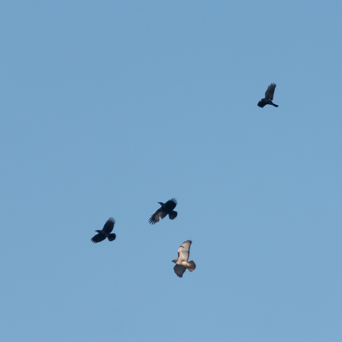 Red-tailed Hawk - ML645738891