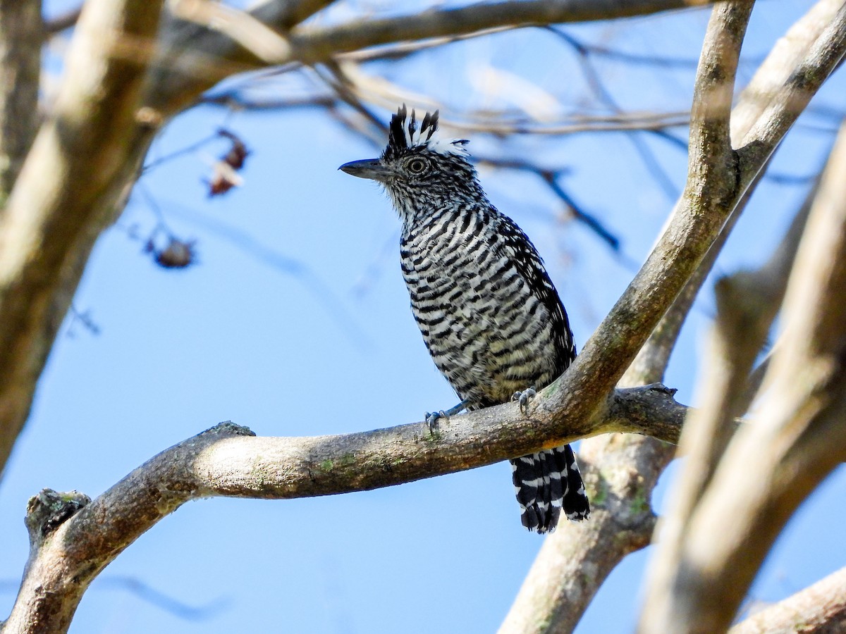 Barred Antshrike - ML645738892