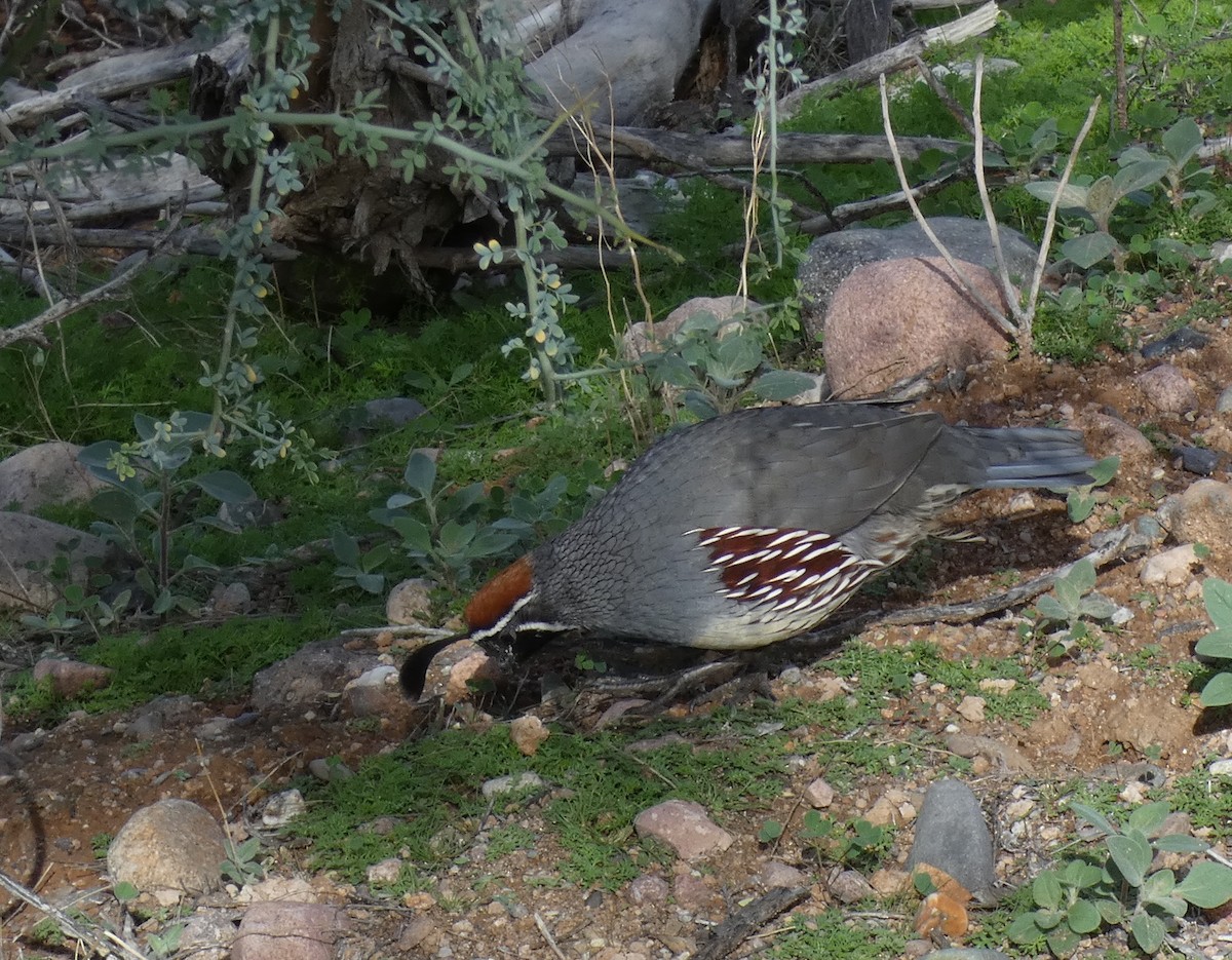 Gambel's Quail - ML645738897