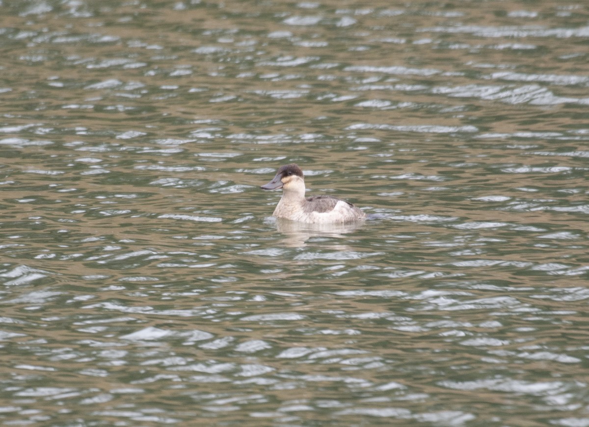 Ruddy Duck - ML645738898