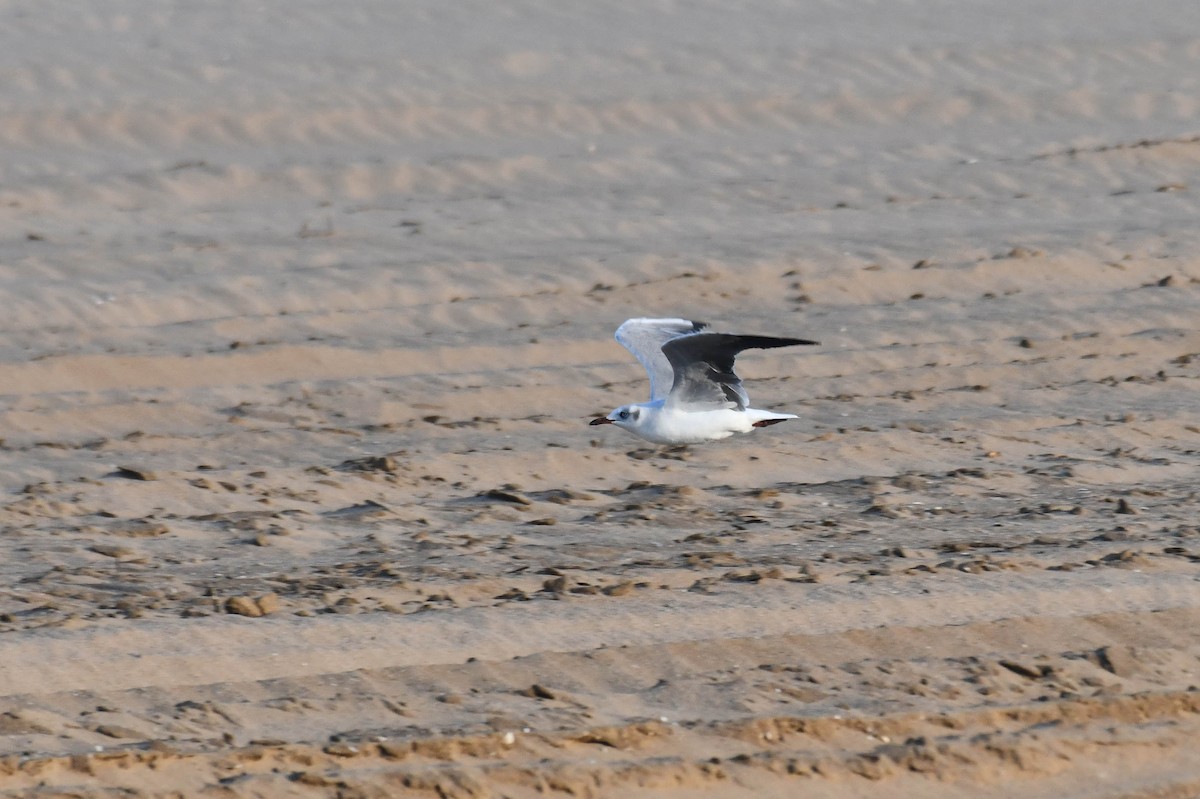 Мартин сіроголовий - ML645738902