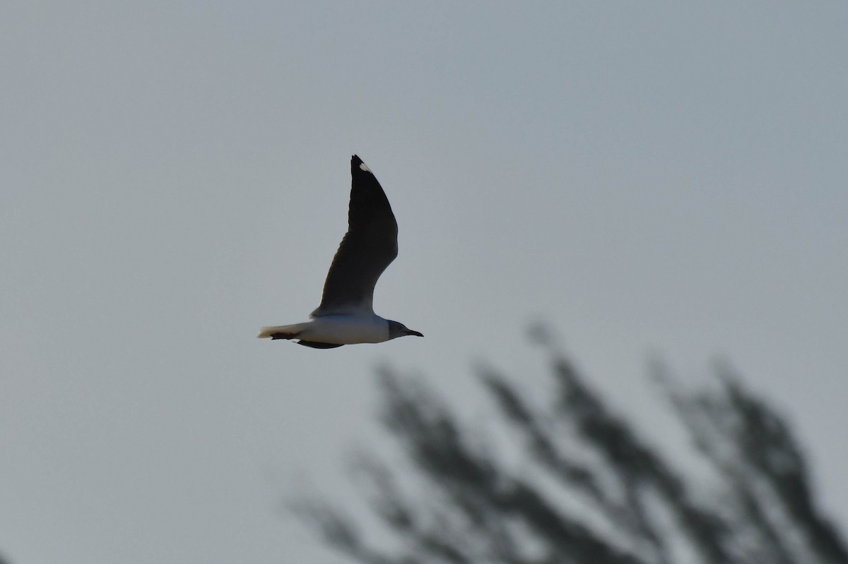 Мартин сіроголовий - ML645738904