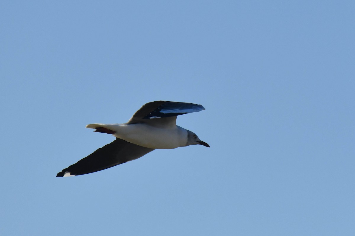 Мартин сіроголовий - ML645738905