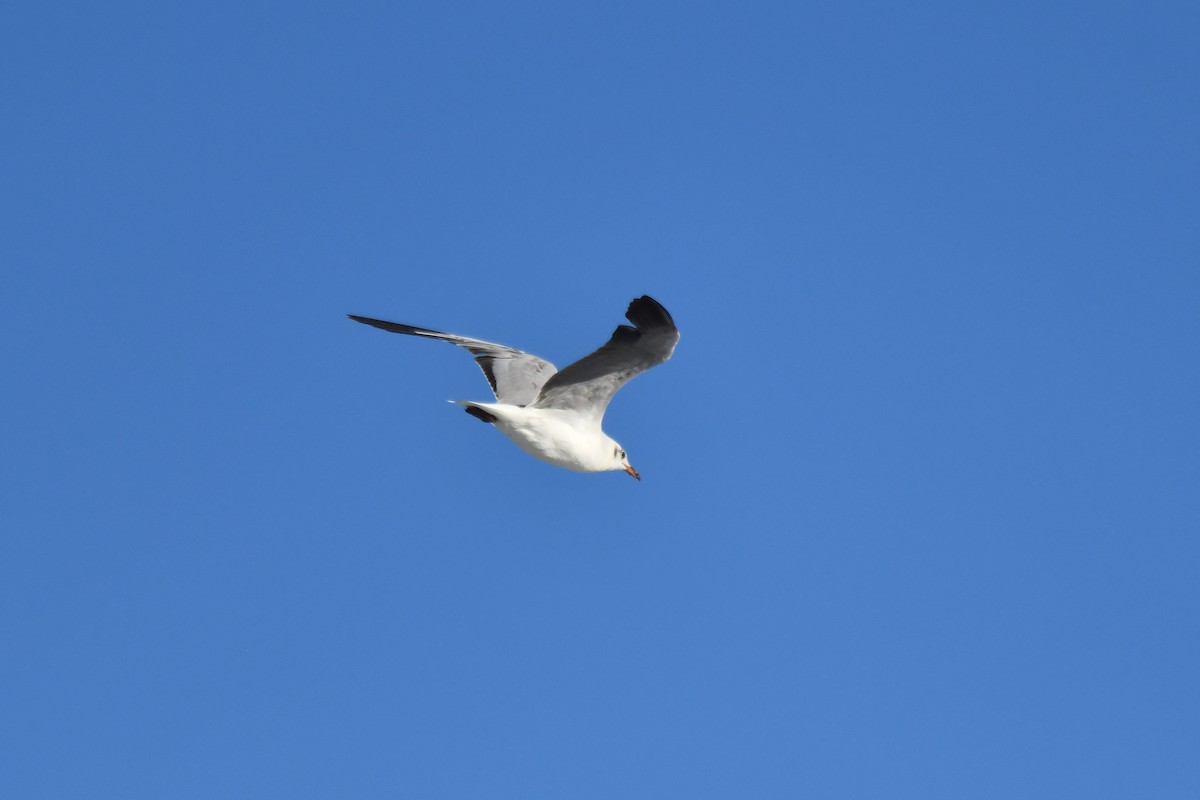 Мартин сіроголовий - ML645738907