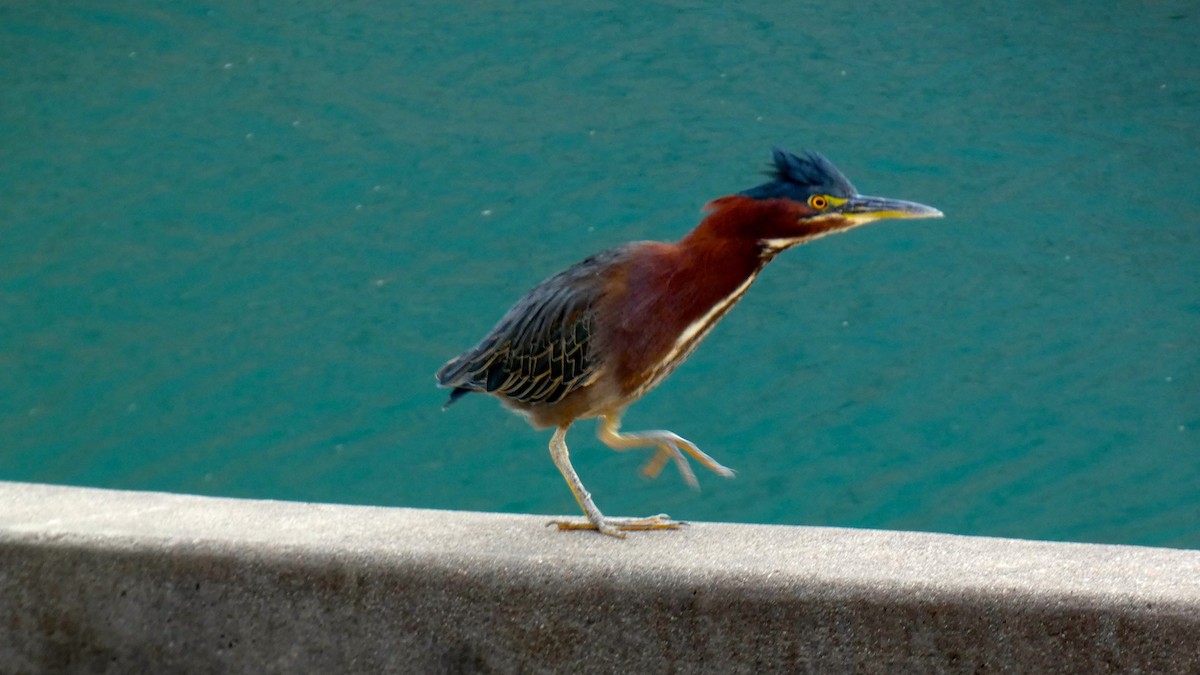 Green Heron - ML645738912